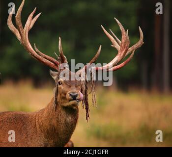 Rothirsch (Cervus elaphus), Hirsch nach dem Abreiben des Samtes, Deutschland, Sachsen, Erzgebirge Stockfoto