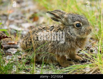 Europäischer Hase, Brauner Hase (Lepus europaeus), kleiner junger Hase sitzt auf dem Boden, Deutschland, Sachsen Stockfoto