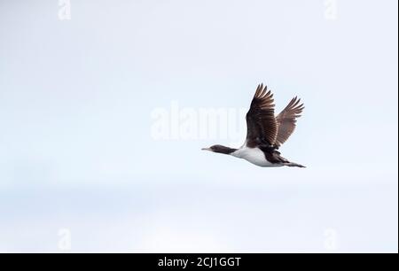 Chatham Shag, Chatham Island Shag (Leucocarbo onslowi), unreif im Flug, vom Aussterben bedroht Chatham Shag, endemisch auf den Chatham Islands, New Stockfoto