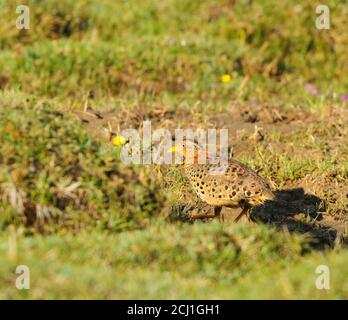 Gelbbeinige Knopfwachtel (Turnix Tanki), Erwachsener, der während des Frühjahrszugs im Freien auf einer Wiese spazierengeht, China, Er La Stockfoto