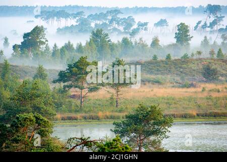 Nebel bedeckt die Stappersven im Morgennebel, Belgien, Stappersven, Kalmthoutse heide Stockfoto