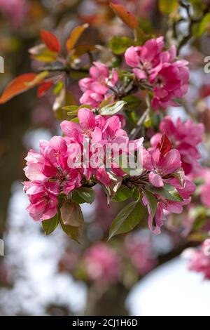 Zierapfelbaum (Malus 'Red Tip', Malus Red Tip), blühender Zweig der Sorte Red Tip Stockfoto