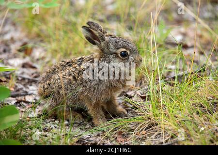 Europäischer Hase, Brauner Hase (Lepus europaeus), kleiner junger Hase sitzt auf dem Boden, Deutschland, Sachsen Stockfoto