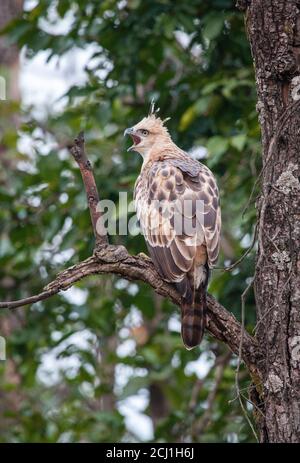 Haubenfalkadler, wandelbarer Falkadler, Marsh Falkadler, Indischer Haubenfalkadler (Spizaetus cirrhatus, Nisaetus cirrhatus), in einem Baum thront, Stockfoto