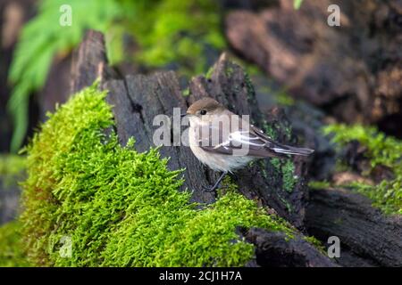 riedschnäpper (Ficedula hypoleuca), Weibchen auf einer moosigen Wurzel, Schweiz Stockfoto