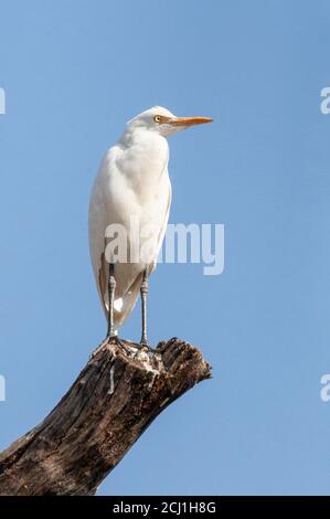 Ostrinderreiher (Bubulcus coromandus), stehend auf einem gebrochenen Baumtrunc, Indien Stockfoto