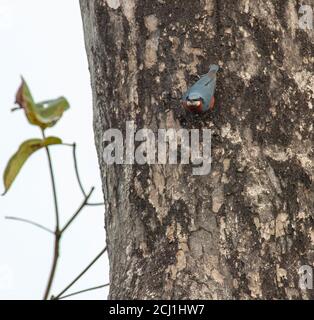 Kastanienbauchnuthatch (Sitta cinnamoventris), männlich, Indien Stockfoto