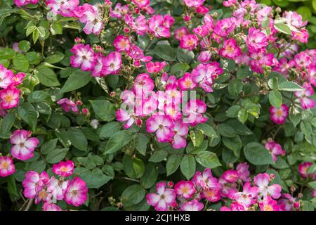 Zierrose (Rosa 'Oso Happy Smoothie', Rosa Oso Happy Smoothie), blühend, Sorte Oso Happy Smoothie, USA, Michigan Stockfoto