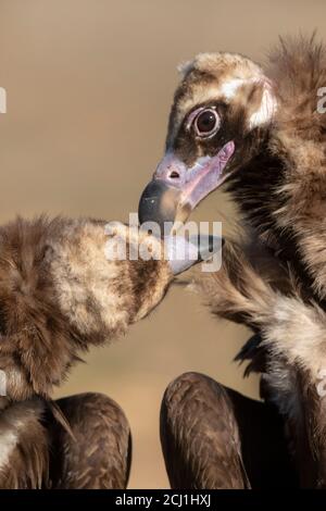 Geier (Aegypius monachus), küssen, Spanien, Extremadura Stockfoto