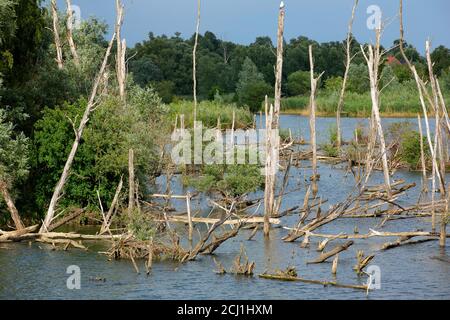 Naturentwicklungsgebiet im Nationalpark Biesbosch, Niederlande, Noord-Brabant, Nationalpark De Biesbosch, Noordwaardpolder Stockfoto