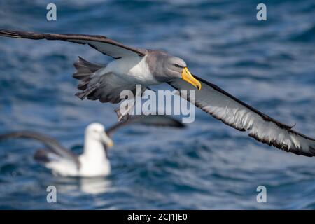 Chatham Albatross, Chatham mollymawk, Island mollymawk (Thalassarche eremita), Erwachsener im Flug mit White-capped Albatross im Hintergrund, Neu Stockfoto