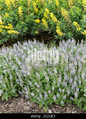 Waldsalbei, Balkanklary, Holzsalbei (Salvia nemorosa 'Bumblesky', Salvia nemorosa Bumblesky), blühend, Sorte Bumblesky, USA, Michigan Stockfoto