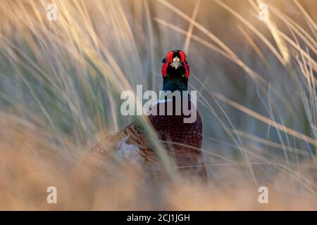 Fasane, Kaukasus-Fasan, Kaukasischer Fasan (Phasianus colchicus), Männchen steht zwischen hohem Gras, starrt in die Kamera, Niederlande, Stockfoto