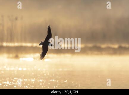 Kleine Möwe (Hydrocoloeus minutus, Larus minutus), Erwachsene im Flug über einen See mit starker Hintergrundbeleuchtung, Niederlande, Südholland Stockfoto