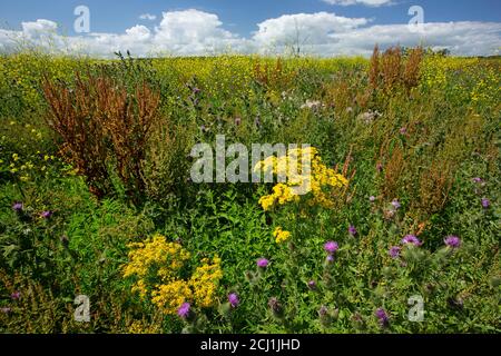 Gemeiner Erdboden, alter Mann im Frühling (Senecio vulgaris), Naturgebiet der Oostvaarder, Niederlande, Flevoland, Oostvaardersplassen, Almere Stockfoto