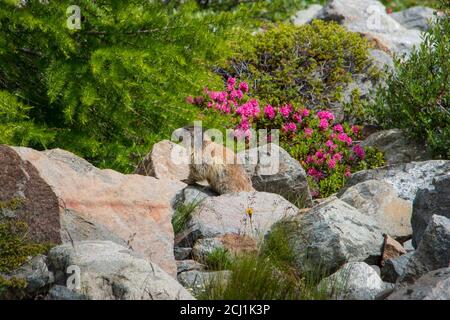 alpenmurmeltier (Marmota marmota), sitzt auf einem Felsen vor Alpenrosen, Schweiz, Graubünden Stockfoto