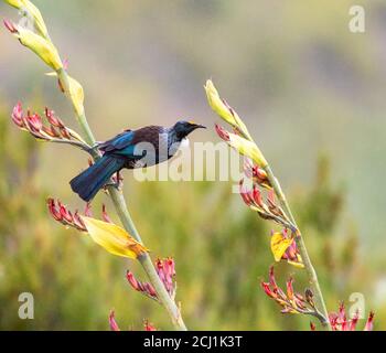 Chatham Island TUI (Prosthemadera novaeseelandiae chathamensis, Prosthemadera chathamensis), auf einem Stamm einer tropischen Pflanze bei leichtem Regen, Stockfoto