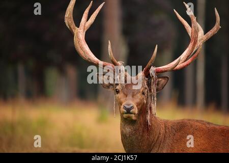 Rothirsch (Cervus elaphus), Hirsch nach dem Abreiben des Samtes, Deutschland, Sachsen, Erzgebirge Stockfoto