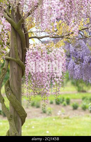 Japanische Glyzinie (Wisteria floribunda 'Honbeni', Wisteria floribunda Honbeni), blühend, Sorte Honbeni Stockfoto