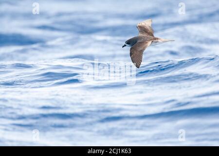 Desertas Petrel (Pterodroma deserta), tief über der Meeresoberfläche fliegend, Portugal, Madeira Stockfoto