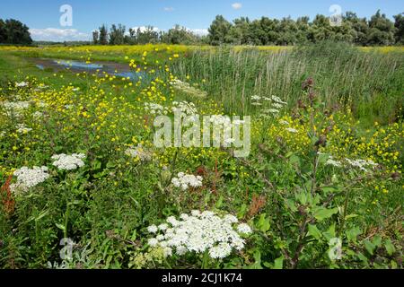 Cow Pastinak, Gemeine Hogweed, Hogweed, amerikanische Kuh-Pastinak (Heracleum sphondylium), Blumen in den Oostvaardersplassen, Niederlande, Flevoland, Stockfoto