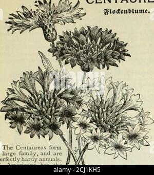 . Vick's Garten und Blumenführer . CHRYSANTItl-MVM. CATCHFLY. Eine helle farbige, freie Blüte jährlich, weitgehend für Frühlingsblumen Garten gewachsen, geeignet forrock-Arbeit oder offene Grenze. Sie gelingen in jedem hellen, lehmigen Boden.Catchfly (Silene), weiß, rot und Rose gemischt 5 TLI [JRR D^^CCK Hut Blume den ganzen Sommer; die widerstandsbarsten und besten Kletterrosen bekannt, wachsen von acht bis zehn Fuß in einer Saison, eine Pflanze bekannt, um dreihundert Blüten auf einmal haben. Immense Traversen von süß-scentedroses – gelb, weiß und karmesinrot Klettern über die piazza, und nur 40 Cent für diese Reihe von drei Pflanzen o Stockfoto
