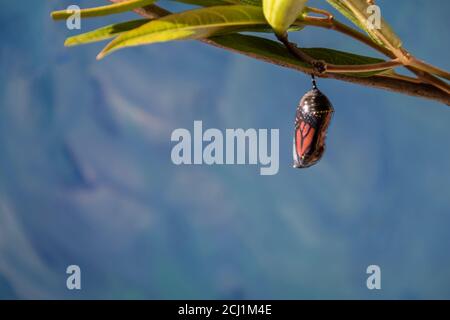 Monarch Trinity, Danaus plexippuson, Caterpillar, Chrysalis, klare Bühne auf Sumpfmilchkraut blauer Hintergrund Stockfoto