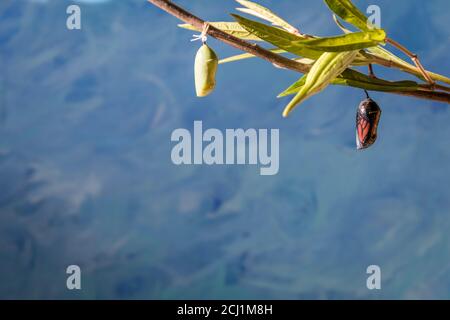 Monarch Trinity, Danaus plexippuson, Caterpillar, Chrysalis, und neu aufgetauchten Schmetterling auf Sumpfmilchkraut blauen Hintergrund Stockfoto