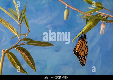 Monarch Trinity, Danaus plexippuson, Caterpillar, Chrysalis, und neu aufgetauchten Schmetterling auf Sumpfmilchkraut blauen Hintergrund Stockfoto