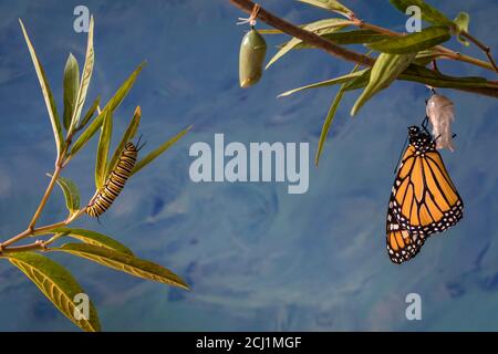 Monarch Trinity, Danaus plexippuson, Caterpillar, Chrysalis, und neu aufgetauchten Schmetterling auf Sumpfmilchkraut blauen Hintergrund Stockfoto