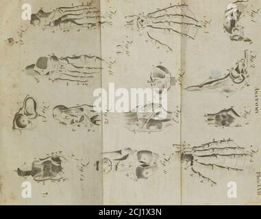 . Ein compendious System der Anatomie : in sechs Teilen : Teil I : Osteologie ; II. Der Muskeln, &c. III Des Bauches ; IV. Des Thorax ; V. des Gehirns und der Nerven ; VI. Der Sinne ; aus der Enzyklopädie : illustriert mit zwölf großen Kupferplatten . rior dentes incisores des Unterkiefers. 3, I. 152 Osteologie. Ähnliche Zähne des Oberkiefers. 5, 6, EINE Ibreand-Rückansicht der dentes canini. 7, 8, die anterioren dentes molares. 9, 10, 11, Theposterior dentes molares. 12, 13, 14, 15, 16,ungewöhnliche Erscheinungen in Form und Größe der Zähne. Abb. 19. Die äußere Oberfläche der OS Hy oides. A, Stockfoto