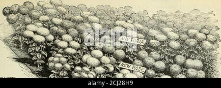 . Vick's Garten und Blumenführer . VICKS NEUE URAN.HING ASTER. SEEDS JAMES VICKS SONS, ROCHESTER, N. Y. 35. TRUFFAUTSP5!ONY-FLOWEEEDPERFECTION. Große, schöne Blumen, Blütenblätter longa wenig erleichtert; zwei Füße in der Höhe; Mischfarben Weiß, Rose, Rose und weiß, blutrot, Krim-Sohn, dunkel purpurrot, Karmin, violett, dunkelblau, hellblau und weiß, tief scharlachrot; jeder. . VICTORIA. New Victoria, Blumen groß; Gewohnheit pyramidal; zwei Fuß hoch; ein 4&j> vom feinsten; gemischte Farben oder weiß, purpurrot, dunkel scharlachrot, rosig lila, hellblau, je 10 Hedge-Hog, oder Nadel, Blütenblätter lang, gequillt Stockfoto