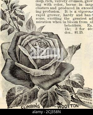 . Lovetts Spezialkatalog von Rosen Geranien Cannas Palmen Nelken, Chrysanthemen Gladiolus, Lilien, winterharte krautige Pflanzen und andere sommerblühende Pflanzen und Zwiebeln. In Knospe, und von einem weichen, reichen dunklen Rosa wird heller im Schatten, wie die Blumen öffnen, in Farbe und Duft der schönen Apfelblüte ähneln. Es ist ein überaus schneller Züchter und seine Fülle von bloomis wirklich erstaunlich, weiterhin seine Blüten während der gesamten Saison von Frühsommer untilfrost. Die Pflanze ist völlig winterhart und gelingt überall; Laub gesund und sauber, völlig frei von Blight Stockfoto