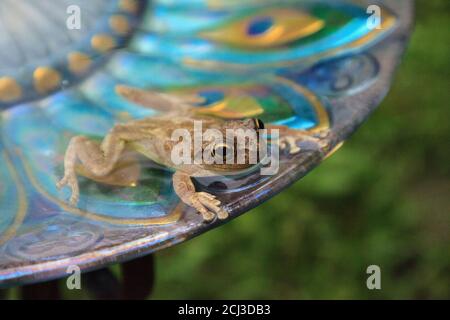 Schwimmen in einem Pfau lila Vogel Bad ist ein Kiefernwald Baumfrosch Hyla femoralis. Stockfoto