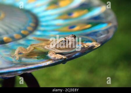 Schwimmen in einem Pfau lila Vogel Bad ist ein Kiefernwald Baumfrosch Hyla femoralis. Stockfoto