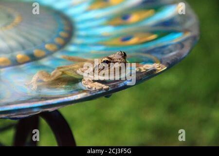 Schwimmen in einem Pfau lila Vogel Bad ist ein Kiefernwald Baumfrosch Hyla femoralis. Stockfoto