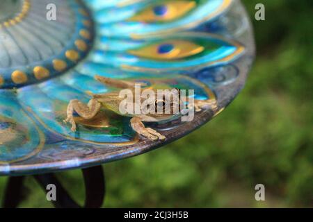 Schwimmen in einem Pfau lila Vogel Bad ist ein Kiefernwald Baumfrosch Hyla femoralis. Stockfoto