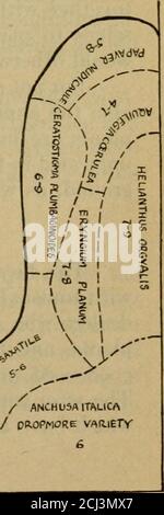 . Gartenführer; das Handbuch für Hobbygärtner. Reichlich illustriert mit über 275 Lehrplänen und Diagrammen und reproduzierten Fotografien, die alle ausdrücklich für dieses Standard-Lehrbuch angefertigt wurden. >^ VERONICA LONSlfuUA ANTHEMIS TlNCroKlA / IMY08OTI5 ALPESTRI I suBsess 11.15 8-9 j^  ^ 6-7 i  3-7 ^ – i RIS ASIATICA yHELENIUMAUTUMNAte/LUPINUS POLYPHyLl.U>CORrOP5lS UANCEOLyATA y / 8-10 /. / ANCHU5AITALICA/ pROPfOORE VARIETY Corners sind 25 Fuß auf der einen Seite und 10 oder 15 auf der anderen. Die Zahlen accom-panying die Pflanzennamen refei zu den Monaten, während denen die Betriebe blühen; folglich 6-9 bedeutet, daß die Stockfoto