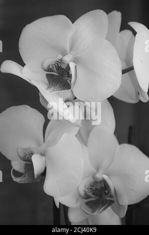 Orchideen in Schwarz und Weiß Stockfoto