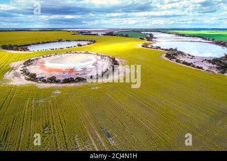 Luftaufnahme der Canola Felder mit Salzseen, Lachs Gums, Western Australia Stockfoto