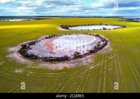 Luftaufnahme der Canola Felder mit Salzseen, Lachs Gums, Western Australia Stockfoto