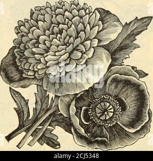 . Griffith & Turner Co : Land- und Gartenbedarf . NELKE. SEEDS. 200. POPPY-CARXATIOX (Papaver)< A). – EIN auffälliger und leicht kultiviertwinterlicher Jahrgang mit großen, brillanten Blüten, der frei in jedem Gartenboden wächst. Paket, 5c. 201. MOHN – PEOXY BLÜHTE(A). – EINE prächtige Art, große, auffällige, doppelt kugelförmige Blüten, die Peo-nies in Form ähneln. Paket, 5c. 202. SHIRLEY POPPY (A). – Diese schönen Mohn sind in der Regel Single oder Semi-Double. Die Farben, die sich von einem extrem zum anderen erstrecken, sind so verschieden, daskaum zwei gleich sind, während viele arestriped und flecked sind. Die Blüte, wenn Stockfoto