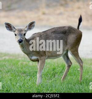 Blacktail Deer Erwachsene weibliche Pooping beim Blick auf die Kamera Stockfoto