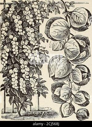 . Lovett's speziellen Katalog von Rosen geraniums cannas Palmen Nelken, Chrysanthemen gladiolus, Lilien, winterharte krautige Pflanzen und andere Sommer blühenden Pflanzen und Zwiebeln . Pflanzen für die Grenze und bildet eine hervorragende Topfpflanze.Es IST würdig des höchsten Lobes. EA., 35c; 3 für FL. OO. / T. L0VE7T, LITTLE SILVER A^D RED BANK, N. J. ANTIGONON LEPTOPUS. Mexikanische Schönheit In Den Bergen. Wenige Pflanzen sind in der Blüte entzückender als diese schönste Rebe, die am meisten als KarettschblütenWistaria bezeichnet wird. Die Wurzeln senden starke, vig-verliebte Triebe auf, die eine Fülle von leuchtend grünen Liage tragen, whi Stockfoto