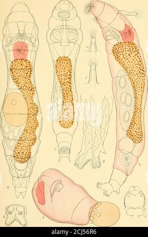 . Auf eine neue Familie und zwölf neue Arten von Rotifera der Ordnung Bdelloida, gesammelt von der Lake Survey . sp. 8e, Sporen gekreuzt.8/, Seite des Fußes.8i/, Sporen und Zehen. Platte VI. 9a, Rückenansicht, Fütterung.96, Vorderseite des Rostrums.9--, Kiefer. 9. Callidina inerassata, n. sp. 9d, Seite der Antenne.9e, Sporen und Scheibe.9/, Ausschnitt des Halses. 10a, Rückenansicht, Fütterung.106, ventrale Ansicht, Kriech10c, Kopfseite.10c?, Kiefer. 10. Callidina armata, n. sp. 10c, Kopfschnitt, zeigt zahnähnliche Prozesse.10/, Rückenansicht des Fußes, zeigt Falte und Drüsen.10&lt;/, Fußseite.106, Sporen und Bandscheibe. 386 NEUE FAMILIE UND Stockfoto