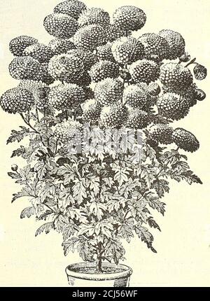 . Dreer Garten 1902 Kalender . POMPONH CHRYSANTHEK Lami Couderchet. 134 ^JIl1^EMRTAl)REER -Philadelphia-PA-^GARDEN^CI!fE10USEPLANB: Stockfoto