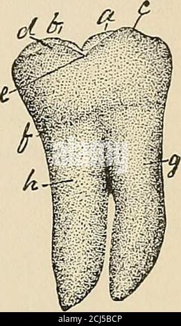 . Deskriptive Anatomie der menschlichen Zähne . Abb.-. 86. Stockfoto