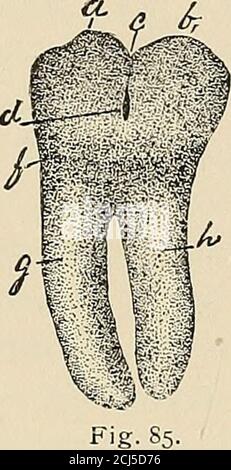 . Deskriptive Anatomie der menschlichen Zähne . Abb. 87. Stockfoto