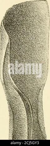 . Eine schlichte Abhandlung über das Hufengehen : mit Illustrationen. fia.2. Fiii.3 Stockfoto