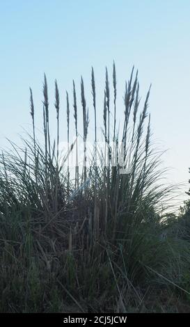 Südamerikanisches Pampagras (Cortaderia) wächst in einem windigen Gebiet in Neuseeland Stockfoto